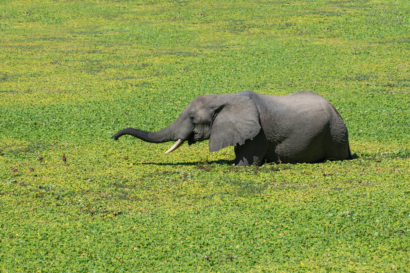 South Luangwa - Olifant Een olifant in een van de poelen vol Nijlsla in het prachtige nationale park South Luangwa in Zambia. De lelielopers (African jacana) lopen weg van hem. Stefan Cruysberghs